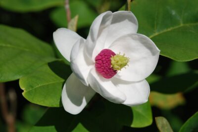 MAGNOLIA SIEBOLDA
