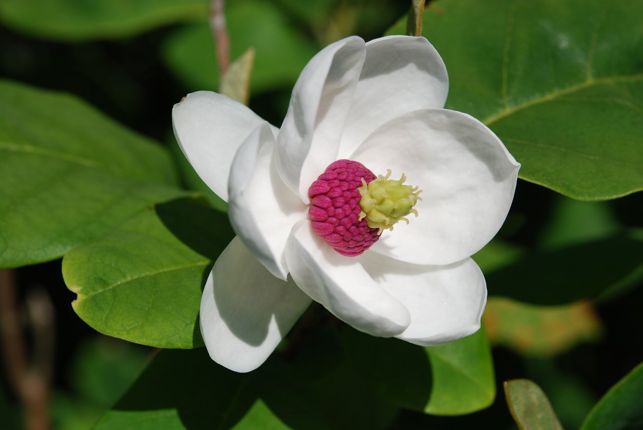 MAGNOLIA SIEBOLDA