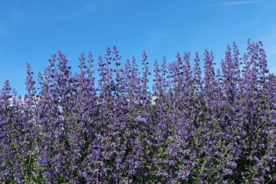 KOCIMIĘTKA PURRSIAN BLUE