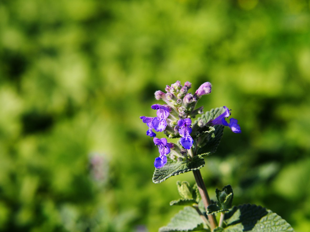 KOCIMIĘTKA FASSENA BLUE WONDER