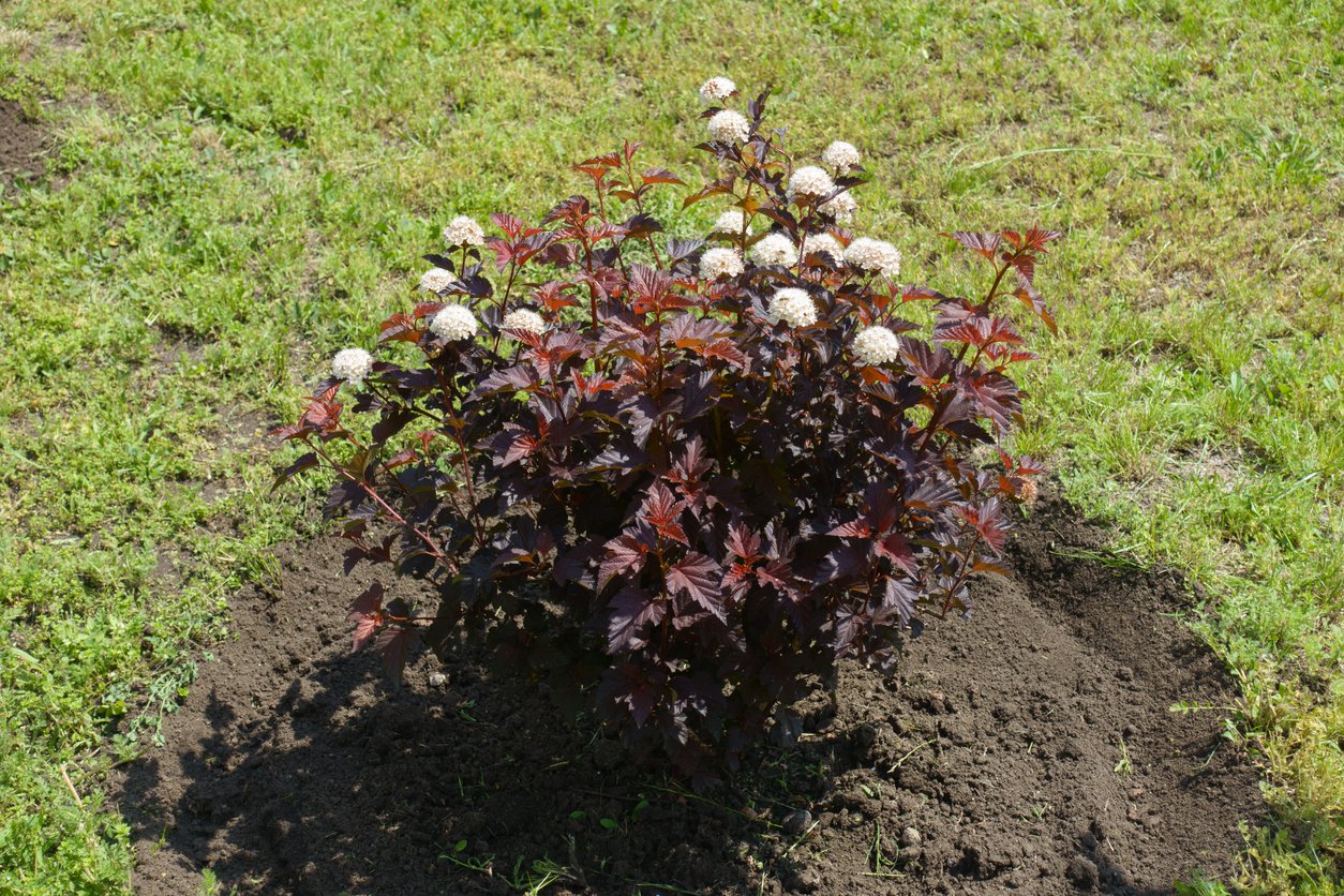 Pęcherznica kalinolistna DIABOLO - 2
