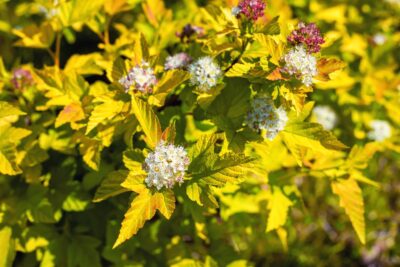 Pęcherznica kalinolistna DART'S GOLD