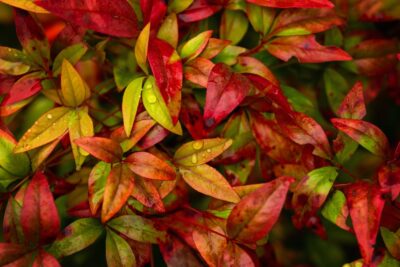 Nandina domowa BRIGHTLIGHT