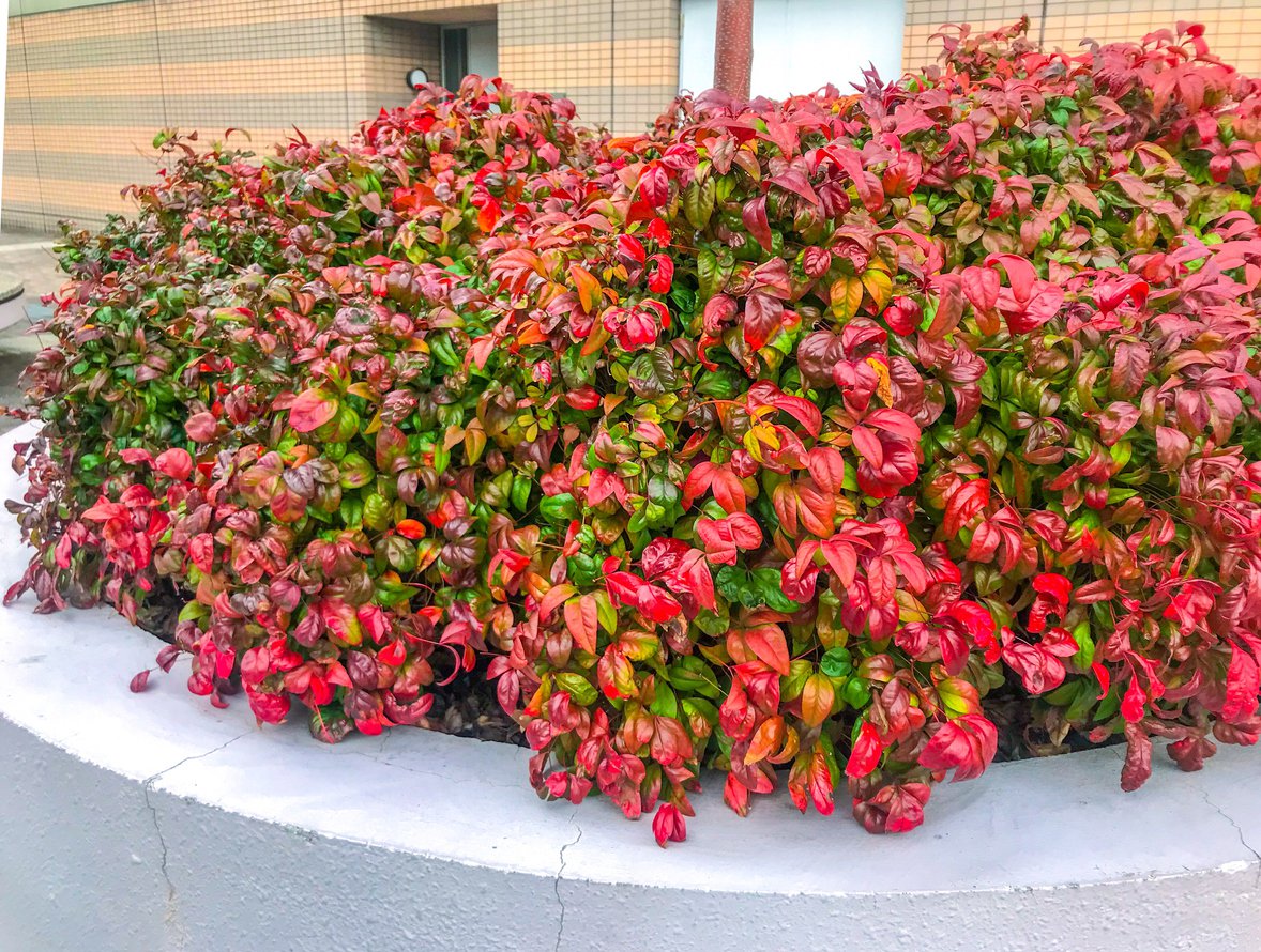 Nandina domowa BRIGHTLIGHT
