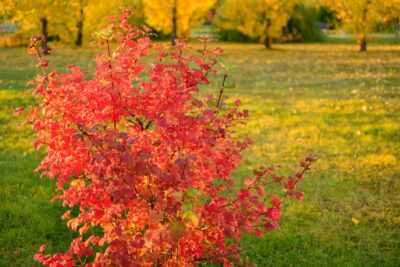 Pęcherznica kalinolistna LADY IN RED