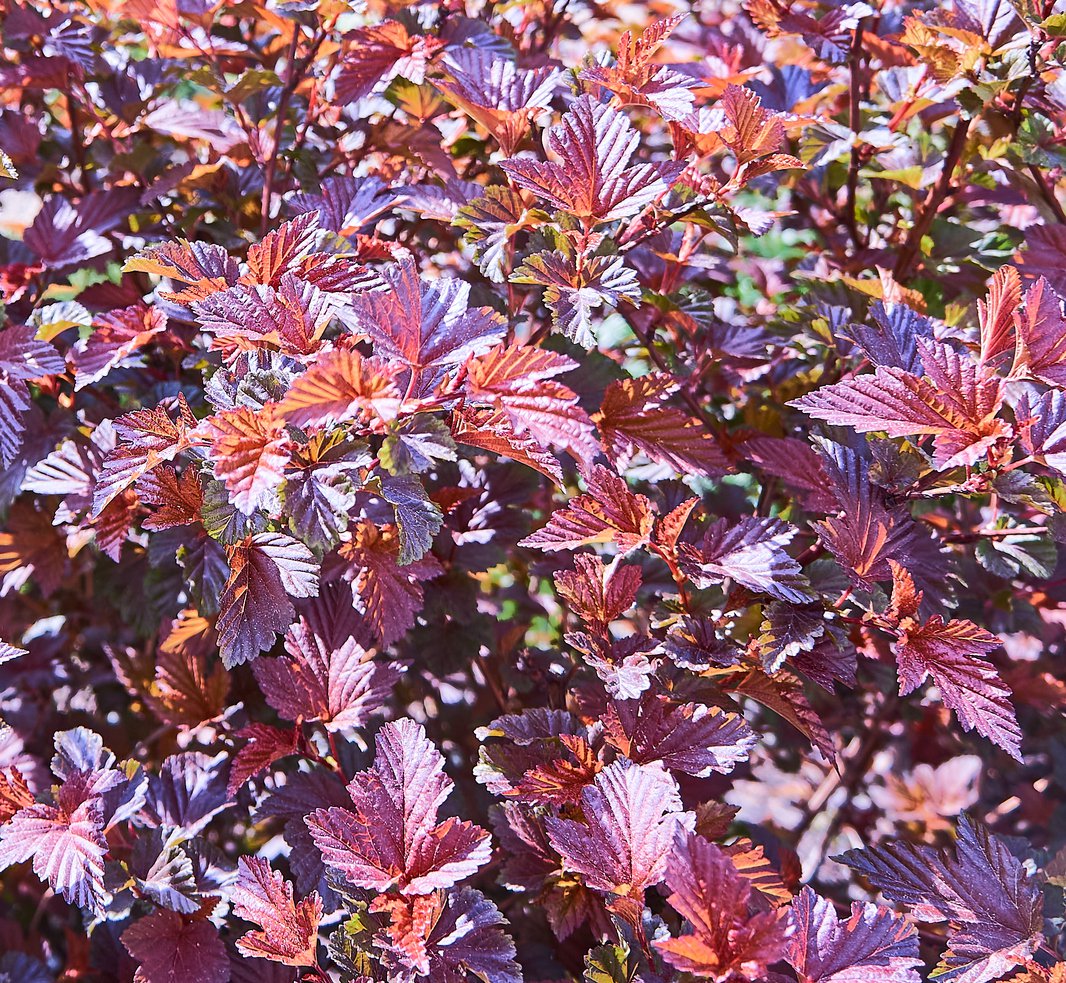 Pęcherznica kalinolistna LADY IN RED - 2
