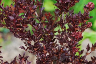 Pęcherznica kalinolistna LITTLE ANGEL