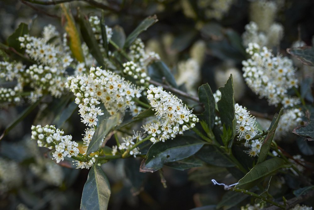 Laurowiśnia wschodnia OTTO LUYKEN - 1
