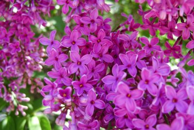 Lilak bez DARK PURPLE