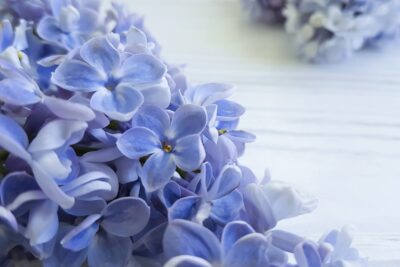 Lilak bez PRESIDENT GREVY