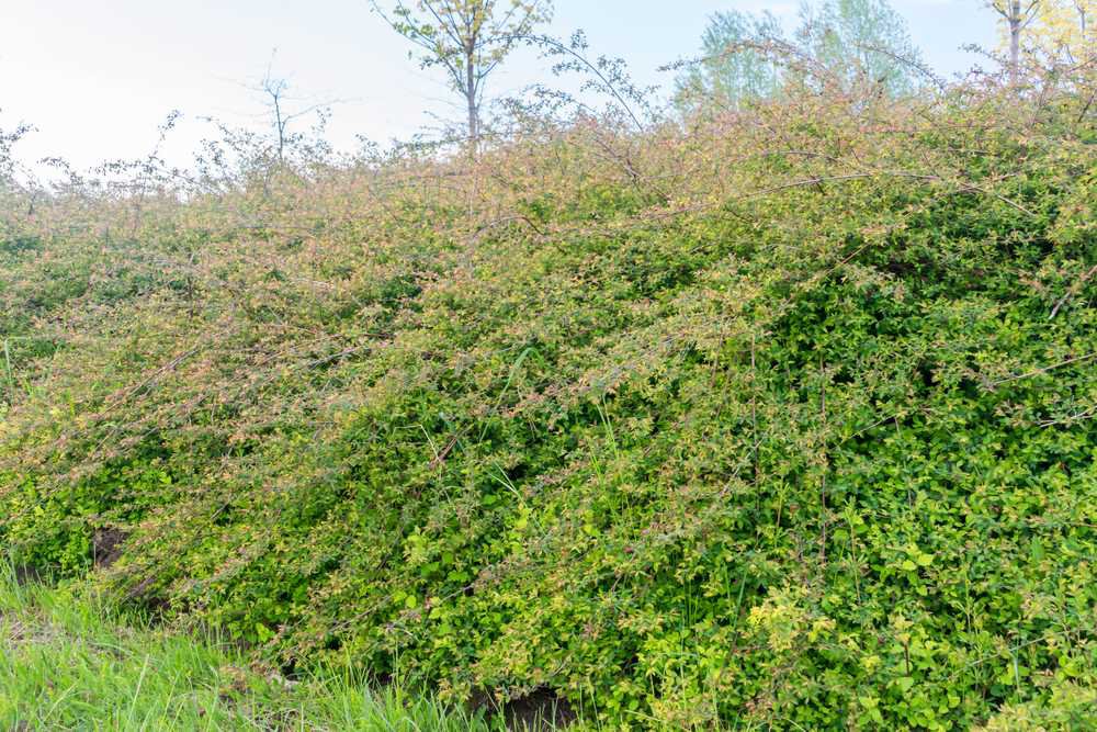 Śnieguliczka HANCOCK - 1