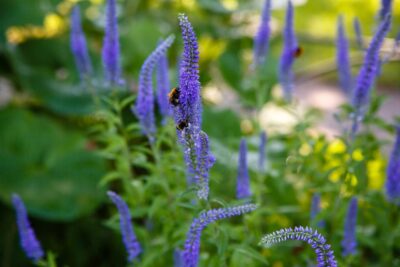 PRZETACZNIK KŁOSOWY RONICA BLUE
