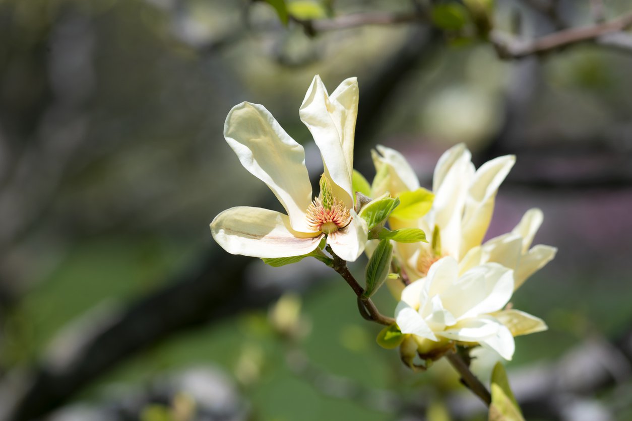 Magnolia BANANA SPLIT szczepiona