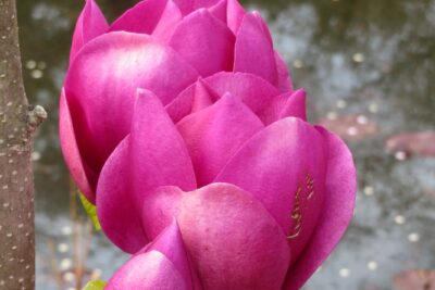 Magnolia CLEOPATRA szczepiona