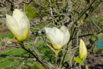 Magnolia YELLOW RIVER