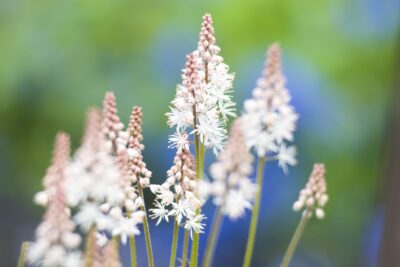 TIARELLA IRON BUTTERFLY