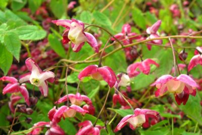 EPIMEDIUM PINK ELF