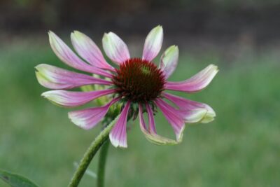 JEŻÓWKA GREEN TWISTER