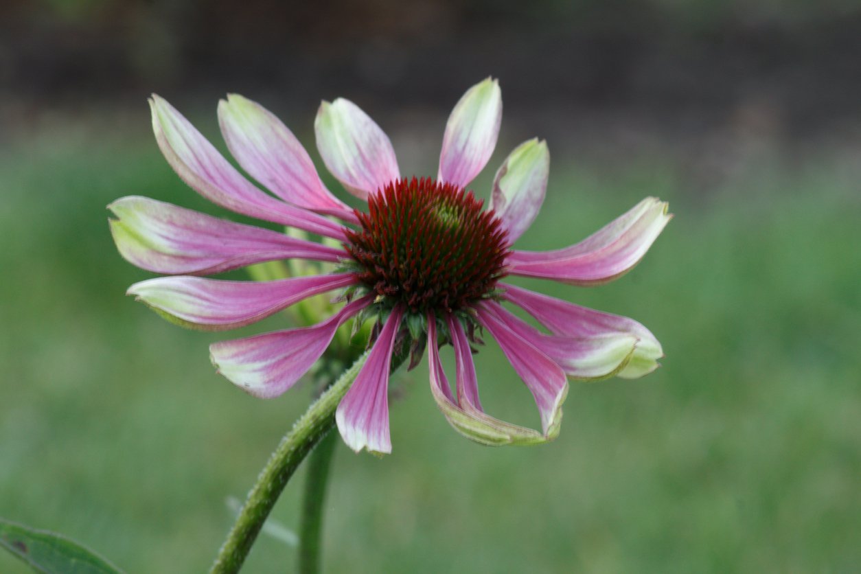 JEŻÓWKA GREEN TWISTER