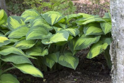 FUNKIA HOSTA STRIPTEASE