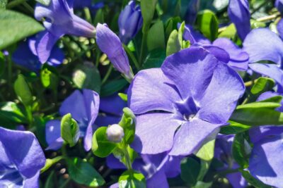 BARWINEK POSPOLITY MID BLUE