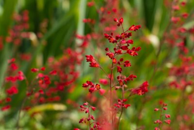 ŻURAWKA KRWISTA RUBY BELLS