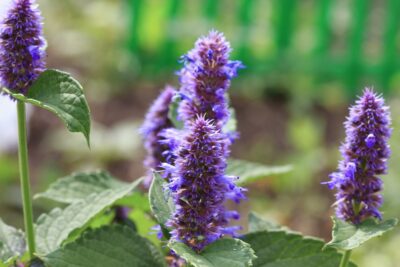 KŁOSOWIEC OGRODOWY LITTLE ADDER