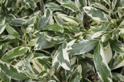 LIGUSTR JAJOLISTNY ARGENTEUM