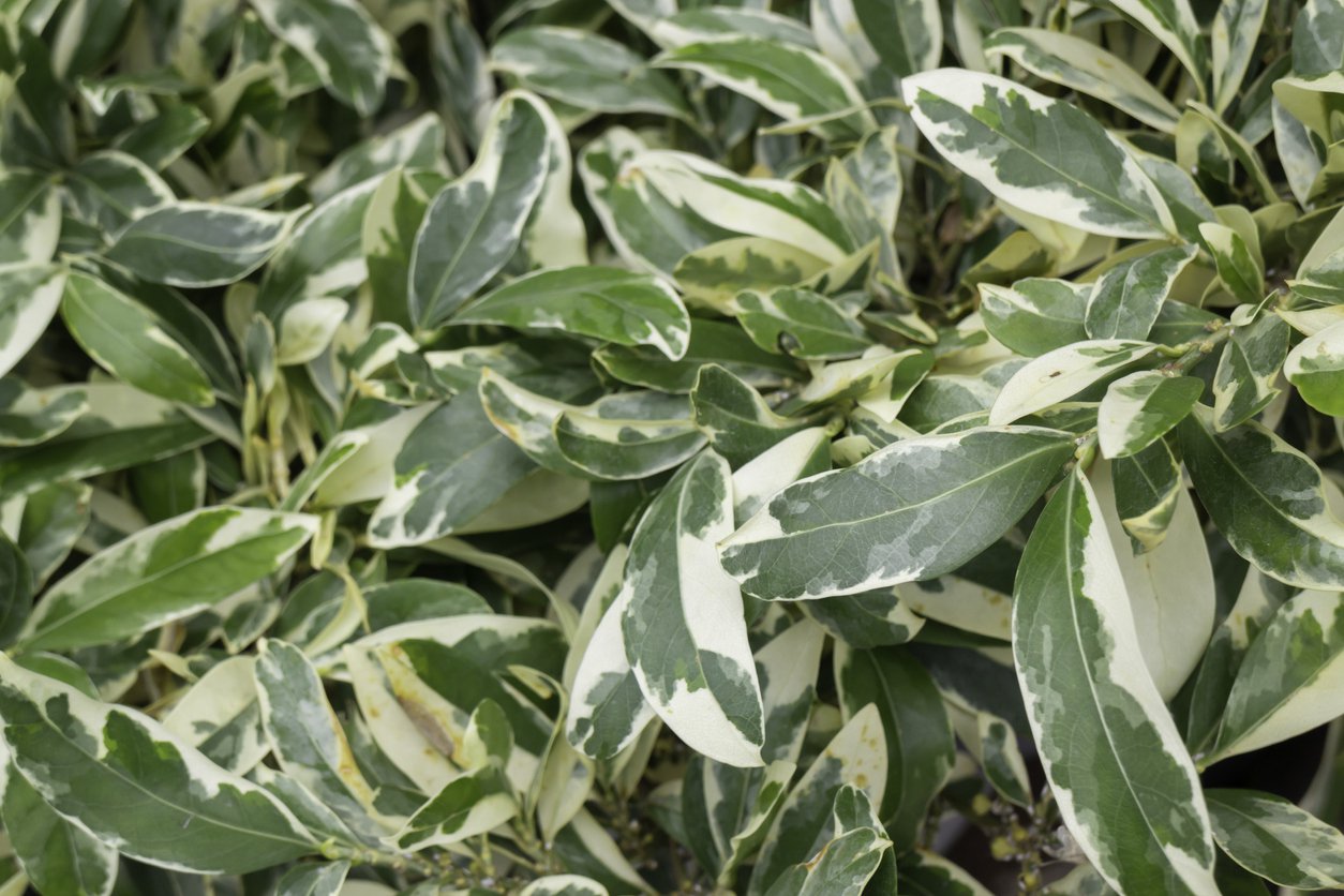 LIGUSTR JAJOLISTNY ARGENTEUM