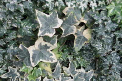 BLUSZCZ POSPOLITY WHITE DIAMOND