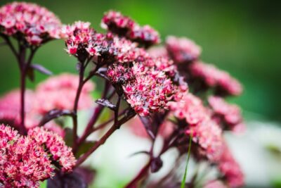 ROZCHODNIK POSTMANS PRIDE