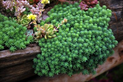 ROZCHODNIK FORSTERA ORACLE