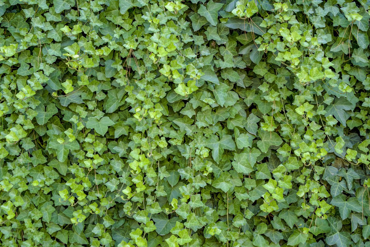 BLUSZCZ POSPOLITY IVALACE