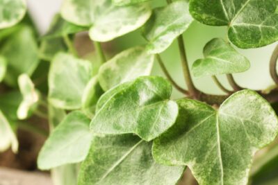 BLUSZCZ POSPOLITY PROFESOR SENETA