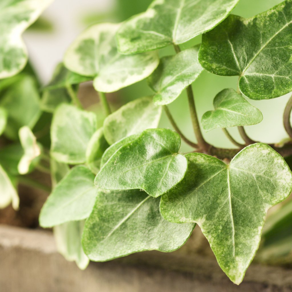 BLUSZCZ POSPOLITY PROFESOR SENETA