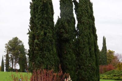 SOSNA CZARNA PYRAMIDALIS