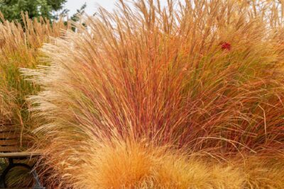 TRAWA MISKANT CHIŃSKI PURPURASCENS