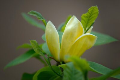Magnolia ELIZABETH szczepiona