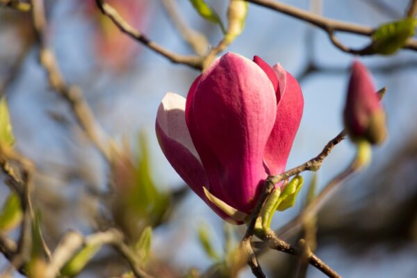 Magnolia SWEET VALLENTINE