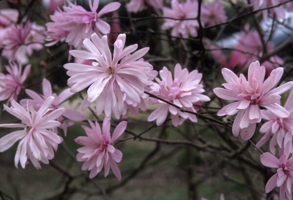 Magnolia RASBERRY FUN