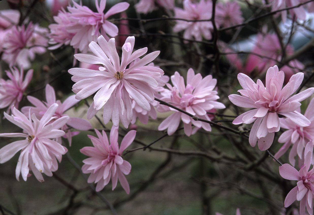 Magnolia RASBERRY FUN