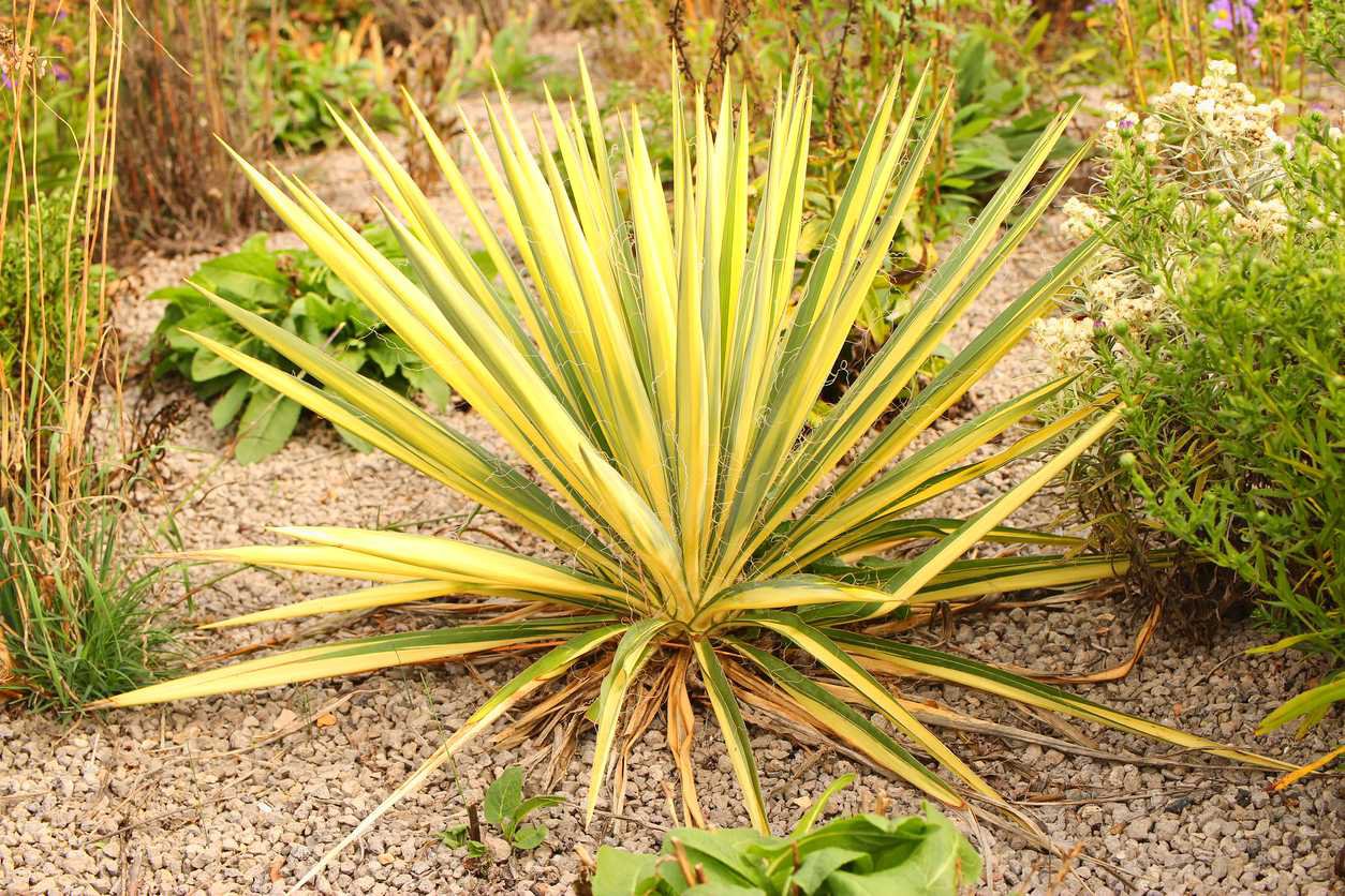 Juka yucca karolińska GOLD HEART