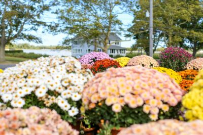 Krwawnik ogrodowy SUMMER PASTELS