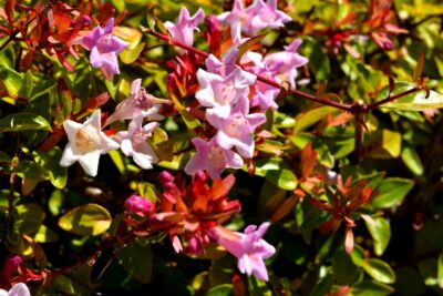 Abelia grandiflora PINKY BELLS