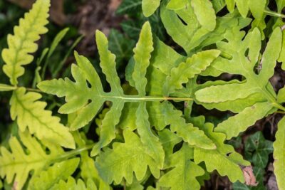 ONOKLEA WRAŻLIWA ONOCLEA SENSIBILIS