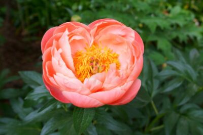 PIWONIA CORAL SUNSET