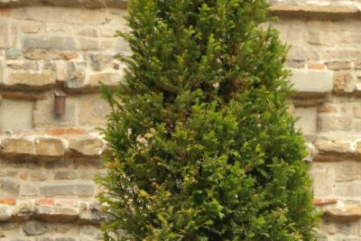 TUJA THUJA BROBECKS TOWER