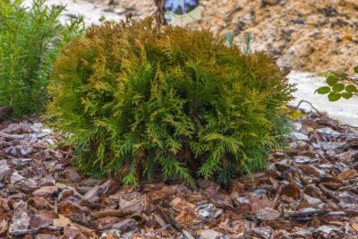 TUJA THUJA FIRE CHIEF