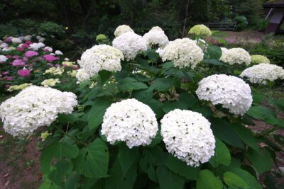 HORTENSJA OGRODOWA FIRST WHITE