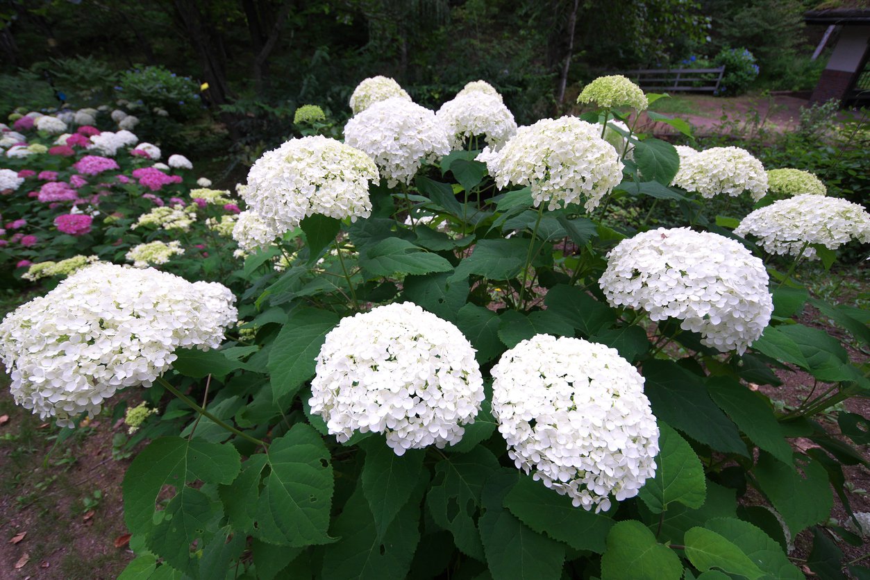 HORTENSJA OGRODOWA FIRST WHITE